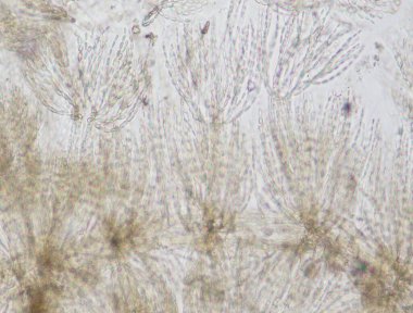 Deniz suyu kırmızı yosunları dalgalanıyor.