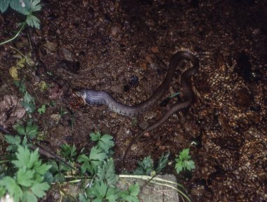 Çimen yılanı derede kurbağa yer.