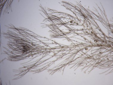 Deniz suyu kırmızı yosunları dalgalanıyor.