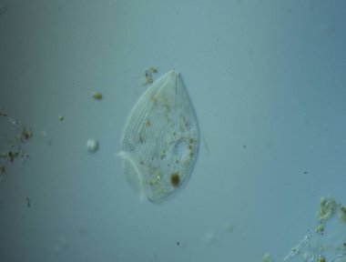 Mikroskop altında 100 kat su damlatarak işliyor.