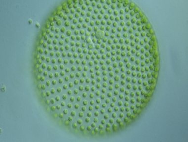 Mikroskop altında su damlalarında yeşil yosunlar. 100 kat daha fazla.