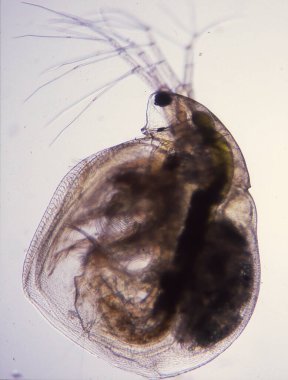 Su piresi, 100 kat daha genç doğurdu.