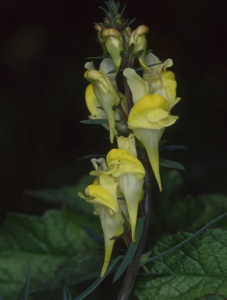 Exotische Blume Mit Gelben Blüten — Stockfoto