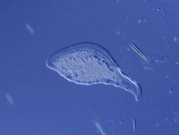 Ciliat Wassertropfen Unter Dem Mikroskop 100X — Stockfoto