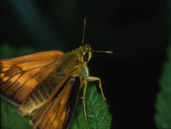 Mariposa Cabeza Gruesa Sobre Tallo Copolación — Foto de Stock