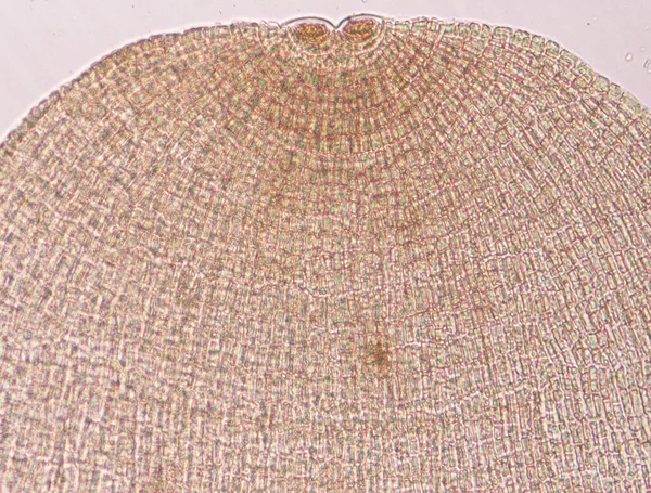 顕微鏡下のDictyota Dicotoma海藻100X — ストック写真