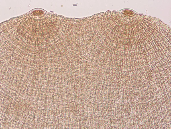顕微鏡下のDictyota Dicotoma海藻100X — ストック写真