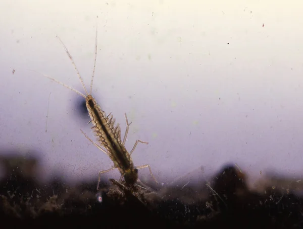 Larva Mosca Com Guelras Solo Macro Lama — Fotografia de Stock