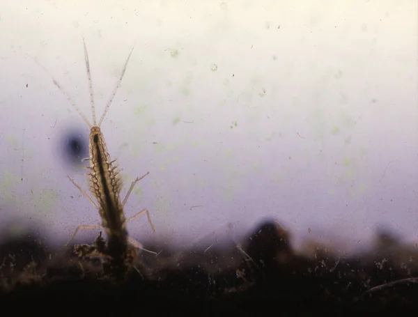 飞幼虫 土壤泥浆中的鳃 — 图库照片