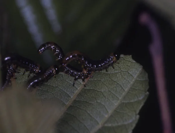 Caterpillars Alder Leaf Beetle Eat Alder Leaf — Stock Photo, Image