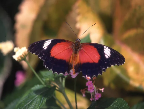 Farfalla Nobile Tropicale Foglie — Foto Stock