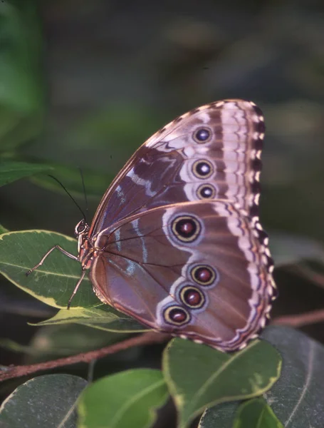 Tropical Swallowtail Moth Leaf — стоковое фото