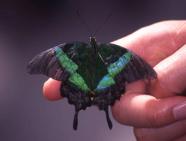 Tropischer Schwalbenschwanz Schmetterling Finger — Stockfoto