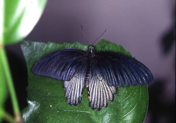 Tropický Vlaštovčí Motýl Listu — Stock fotografie