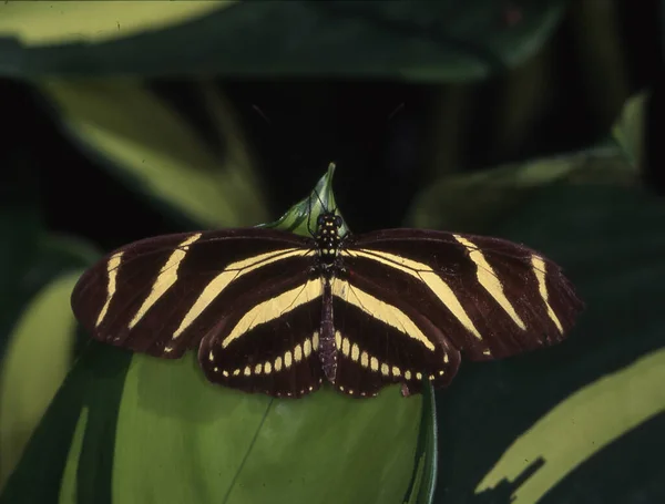 Tropical Swallowtail Butterfly Leaf — Stock Photo, Image