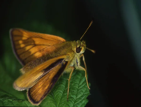 Mariposa Cabeza Gruesa Sobre Tallo Copolación — Foto de Stock