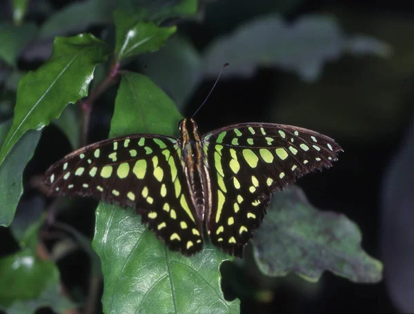 Tropischer Schwalbenschwanz Schmetterling Auf Blatt — Stockfoto