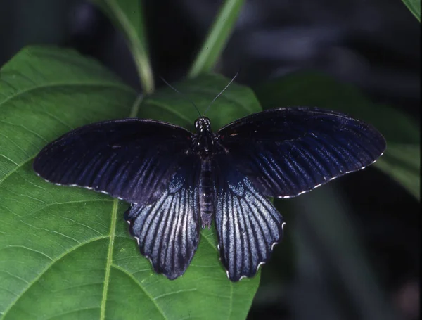 Falena Coda Forcuta Tropicale Una Foglia — Foto Stock