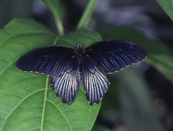 Tropischer Schwalbenschwanz Schmetterling Auf Blatt — Stockfoto