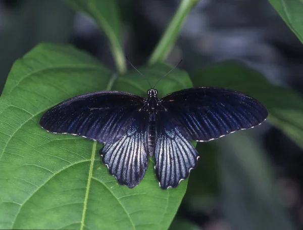 热带燕尾蝶在叶子上 — 图库照片