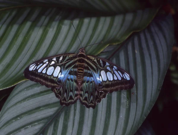 叶子上的蓝帆蝴蝶 — 图库照片