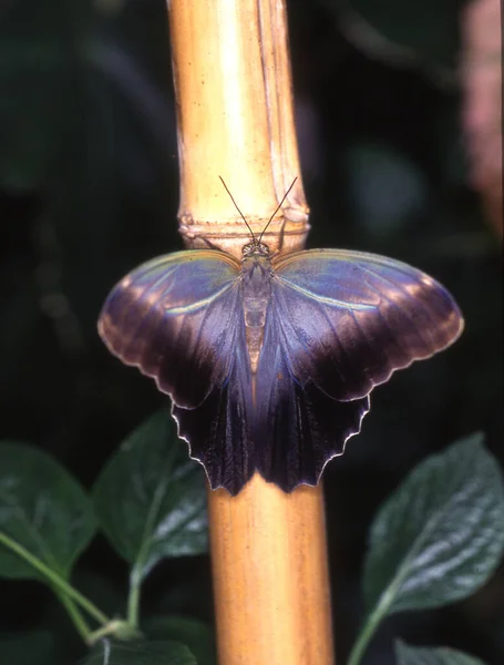 Голубая Парусная Бабочка Листе — стоковое фото