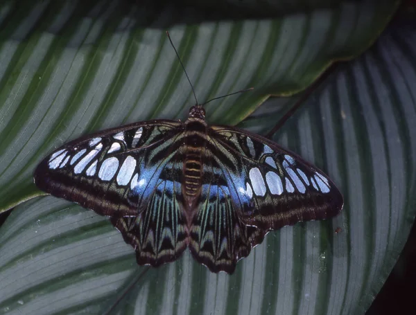 Μπλε Πεταλούδα Πανί Φύλλο — Φωτογραφία Αρχείου