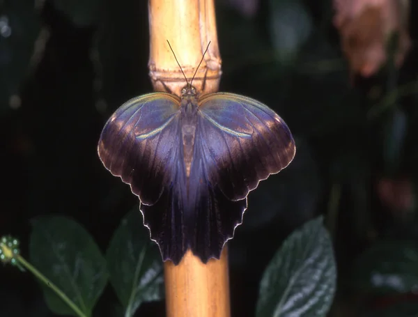 Borboleta Vela Azul Folha — Fotografia de Stock