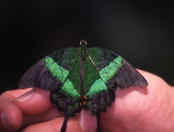 Borboleta Rabo Andorinha Tropical Dedo — Fotografia de Stock