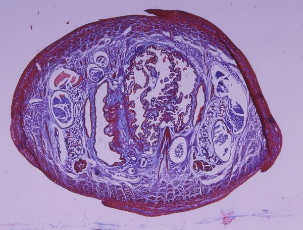 사용하여 거머리를 지나는 조직학적 횡단면 — 스톡 사진