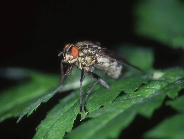 Fly Red Eyes Perches Leaf — Stock Photo, Image