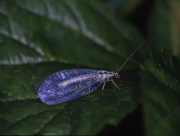 Lacrymogène Sur Feuille Verte — Photo