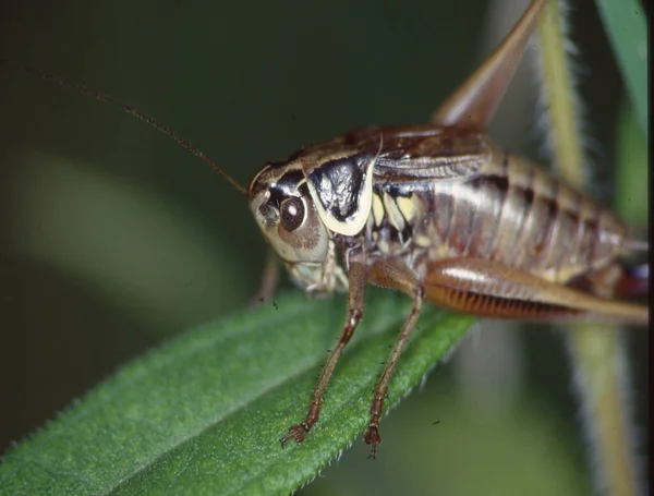 Grasshopper Agacha Uma Lâmina Grama — Fotografia de Stock