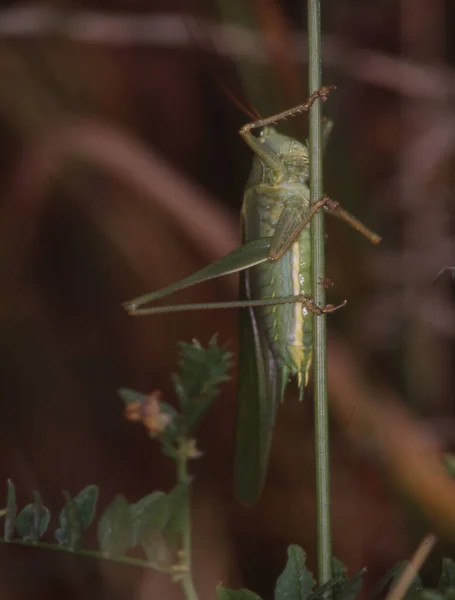 Grasshopper Agacha Uma Lâmina Grama — Fotografia de Stock