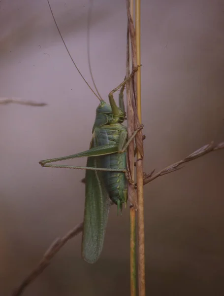 Grasshopper Crouches Blade Grass — Stock Photo, Image