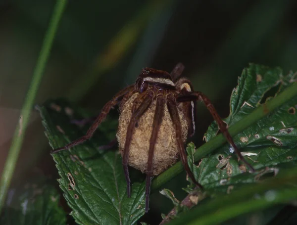 Grande Araignée Chasse Avec Cocon Oeuf — Photo