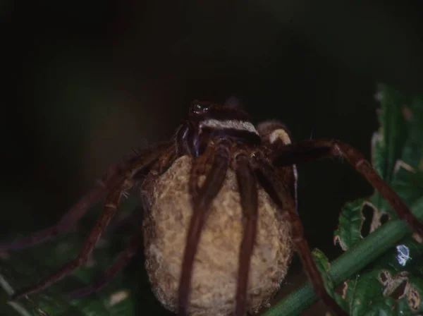 Grande Araignée Chasse Avec Cocon Oeuf — Photo