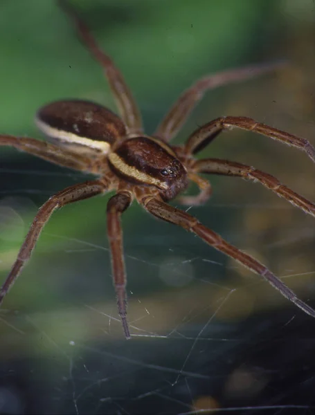 Araignée Chasse Tranchant Position Attente — Photo