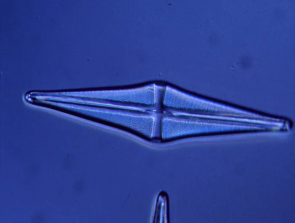 Diatomy Moře Pod Mikroskopem 100X — Stock fotografie