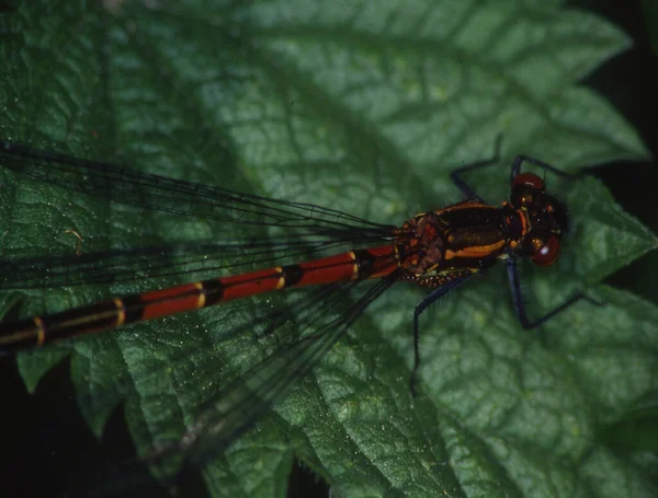 Adonis Libelle Zitstokken Blad Eet Vliegen — Stockfoto