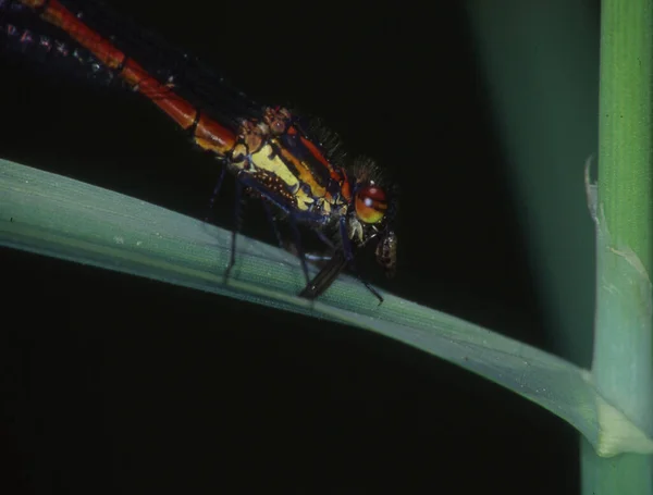 Adonis Libélula Posa Hoja Come Mosca — Foto de Stock