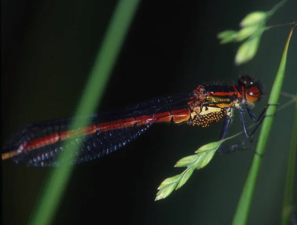 Adonis Libelle Zitstokken Blad Eet Vliegen — Stockfoto