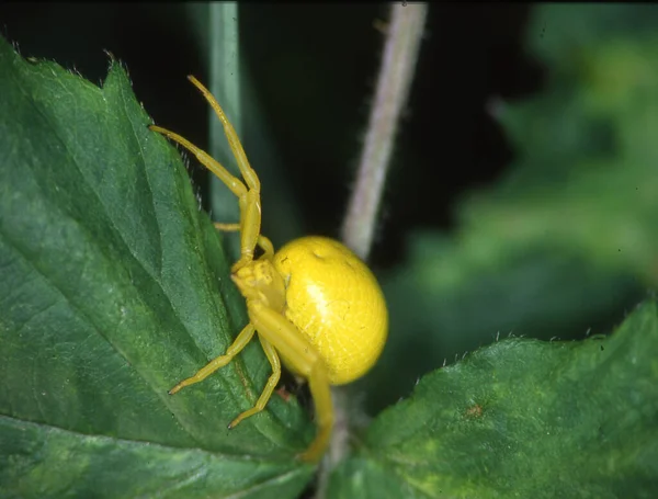葉の上に黄色いカニのクモ — ストック写真