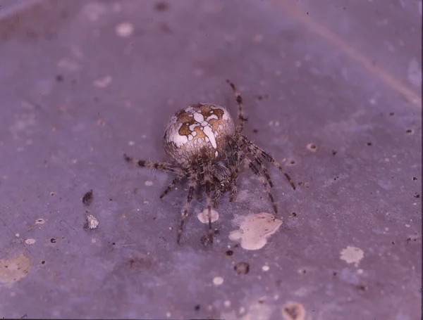 Araña Jardín Jardín Peludo Hoja — Foto de Stock