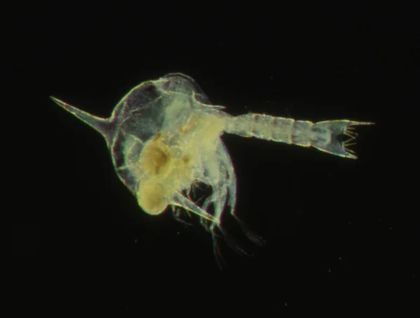 Крілл Морський Планктон Антенами — стокове фото