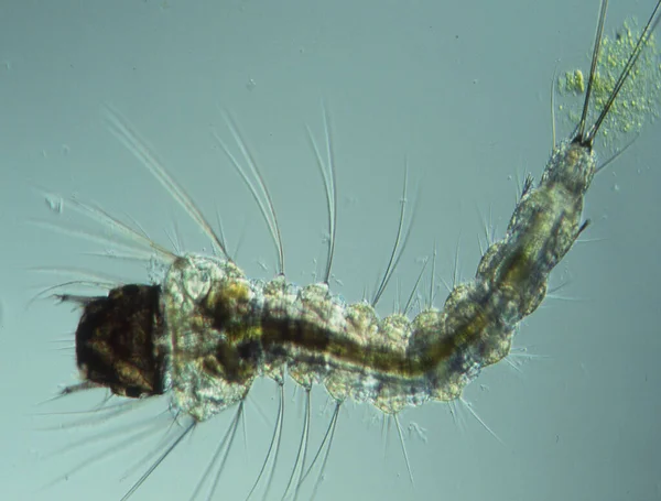 Larva Mosquito Nada Água — Fotografia de Stock