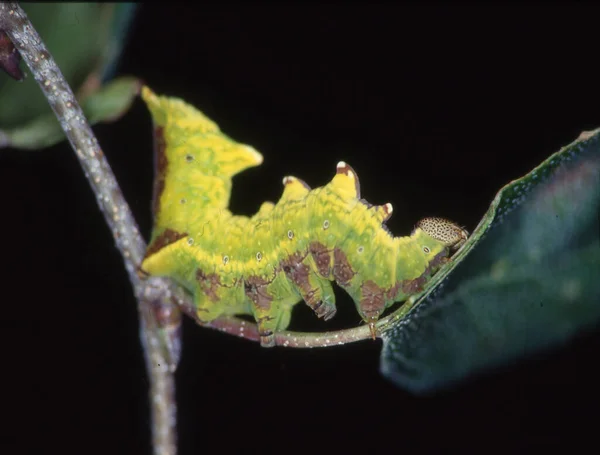 Bruco Giallo Mangia Foglia — Foto Stock