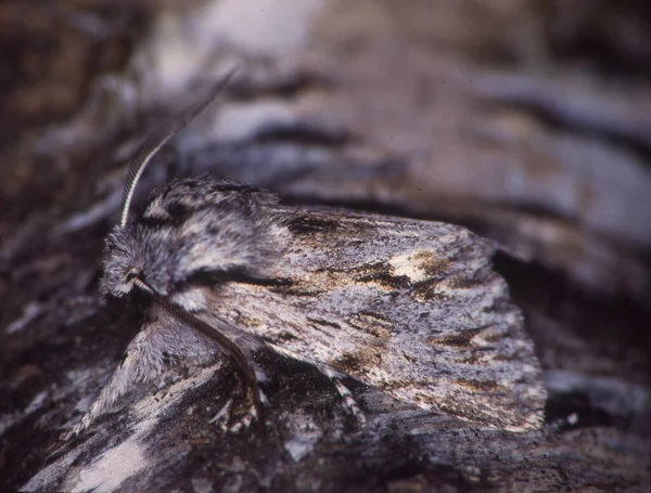 Moth Zit Boomstam Voor Camouflage — Stockfoto