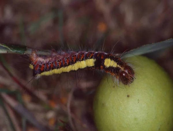 Schmetterlings Raube Frisst Blatt — Stock fotografie