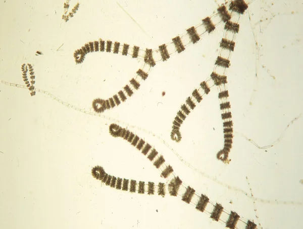 Meerwasser Rotalgen Mit Folgen — Stockfoto